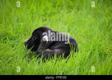 Schwarzen Beagle und Cocker Spaniel-mix Stockfoto