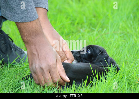 Schwarzen Beagle und Cocker Spaniel-mix Stockfoto