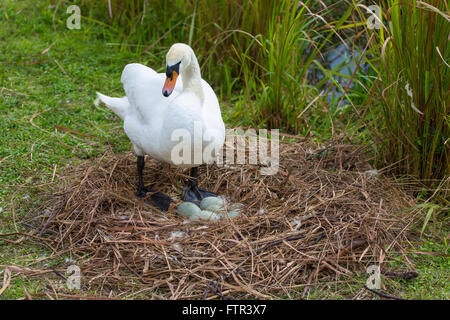 Mutter Höckerschwan (Cygnus Olor) auf Nest mit Eiern am Rand des Sees Morton in Lakeland Florida Stockfoto