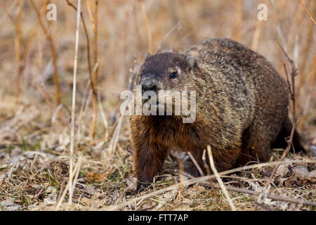 Murmeltier oder Murmeltier. Stockfoto