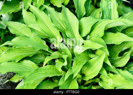 Grüne Blätter der Hosta mit Regentropfen auf Blumenbeet im Garten Stockfoto