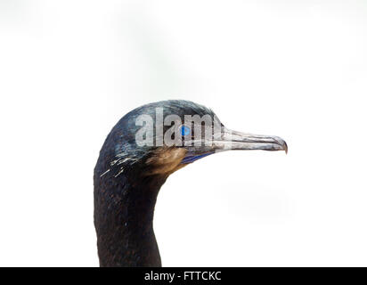 Brandts Kormoran Stockfoto