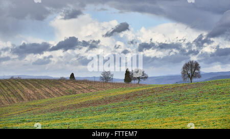 Landschaft der Hof-Feld in der Toskana in Italien. Stockfoto