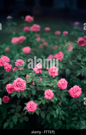 Rosenbusch Stockfoto