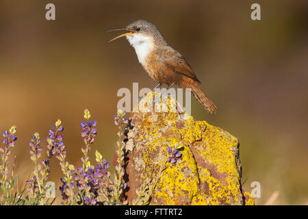 Canyon Wren Catherpes Mexicanus Santa Catalina Mountains, Arizona, USA 18 März Erwachsene TROGLODYTIDAE Stockfoto