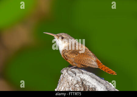 Canyon Wren Catherpes Mexicanus Santa Catalina Mountains, Arizona, USA 18 März Erwachsene TROGLODYTIDAE Stockfoto