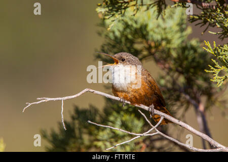 Canyon Wren Catherpes Mexicanus Santa Catalina Mountains, Arizona, USA 18 März Erwachsene TROGLODYTIDAE Stockfoto