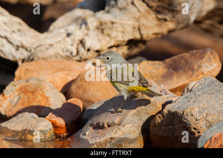 Nashville Warbler Vermivora Ruficapilla Amado, Santa Cruz County, Arizona, USA 16 April Erwachsenen Parulidae Stockfoto