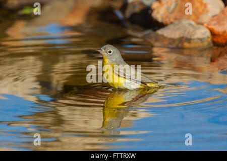 Nashville Warbler Vermivora Ruficapilla Amado, Santa Cruz County, Arizona, USA 16 April Erwachsenen Parulidae Stockfoto