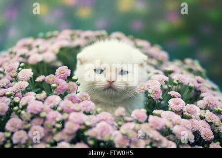 Niedliche kleine Kätzchen, die versteckt in den Blumen auf der Wiese Stockfoto