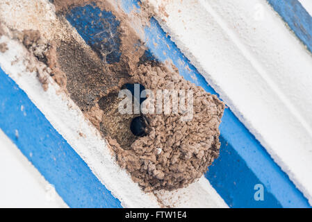 Mehlschwalbe Nestbau auf einem blau-weißen portugiesischen Gebäude Stockfoto