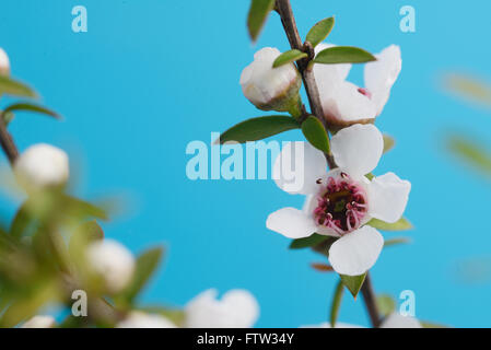 Blumen von Neuseeland Manuka, Leptospermum Scoparium, auf blauem Grund Stockfoto