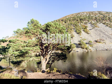 Der Pass von Ryvoan Waldweg in Glenmore, Cairngorms National Park Schottland mit Caledonian Pinien und Lochan Uaine Stockfoto