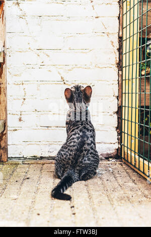 Rückansicht eines ziemlich gestreift grau Tabby Katze sitzenden blickte zu einer weißen Mauer neben einem Wire Mesh Gehäuse Stockfoto