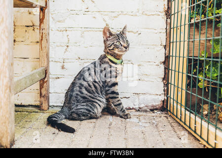 Warnung gestreift grau Tabby Katze sitzend beobachtet die Kamera vor einem weißen Stein Wand und Draht Maschengitter Stockfoto