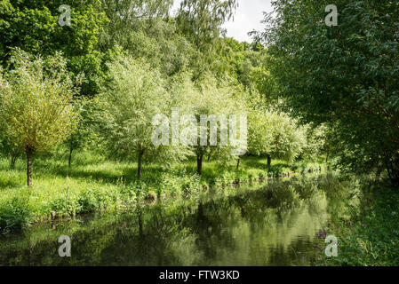 Der ruhige Fluss Wylye fließt durch Hiobs Mühle Garten in Wiltshire UK Stockfoto