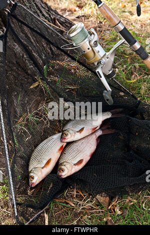 Roach und Brassen Süßwasser Fische gerade aus dem Wasser genommen. Einige roach Fisch auf Fischernetz. Stockfoto