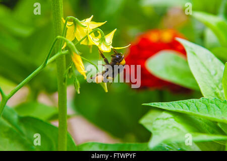 Makrofoto des schönen Hummel (Bombus Pascuorum) arbeitet an der gelben Blume. Stockfoto