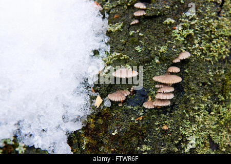 Bunter Baum Pilze auf einem alten Stamm mit natürlichen Hintergrund - schöne Details. Schnee im Frühling auf alten Stamm-Baum. Stockfoto