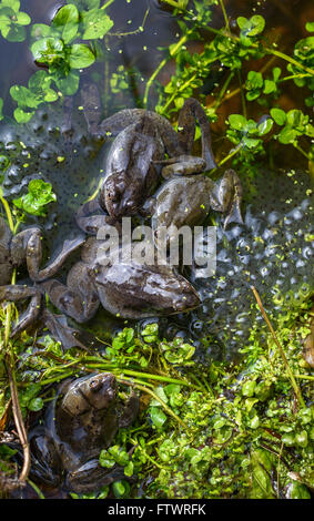 Eine Gruppe von gemeinsamen europäischen Frösche Paarung mit Frosch Laichen im Frühjahr. Stockfoto