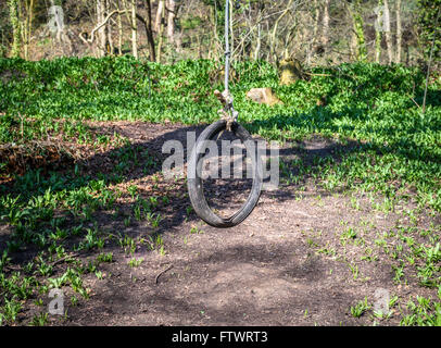 Eine alte Reifen Schaukel hängen von einem Baum im Wald. Stockfoto