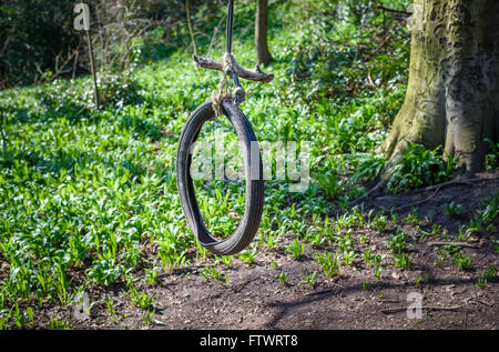 Eine alte Reifen Schaukel hängen von einem Baum im Wald. Stockfoto