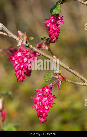 Dangle Blume Rispentomaten im Vorfrühling blühenden Zier-Johannisbeere, Ribes Sanguineum "Red Pimpernel" Stockfoto