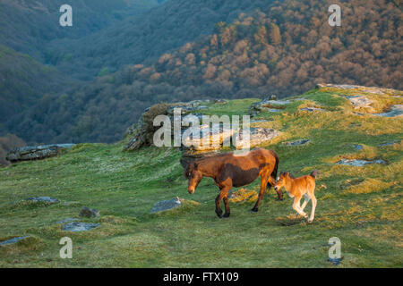 Dartmoor Ponys bei Sonnenuntergang im Frühling, Devon, England. Stockfoto