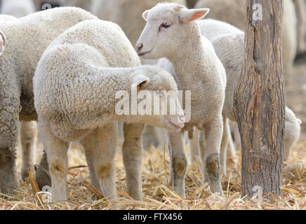 Neugeborene Lämmer auf dem Bauernhof im Frühling Stockfoto