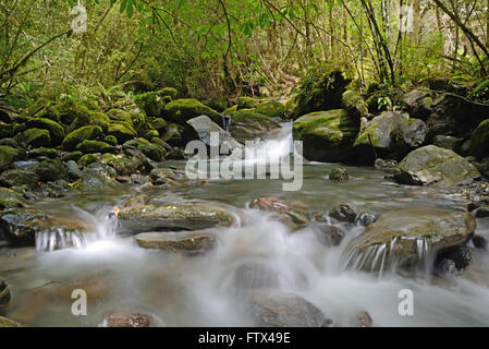 Ein Neuseeland-Strom fließt durch ein Stück Urwald im Westland. Stockfoto