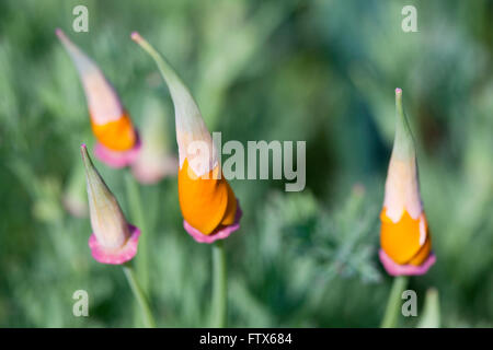 Die eng gebundenen Blütenköpfe der kalifornische Mohn Blume des amerikanischen Staates wiegen sich sanft im Wind. Stockfoto