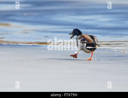 Stockente (Anas Platyrhynchos) zu Fuß auf dem Eis eines gefrorenen Sees im Frühjahr. Stockfoto