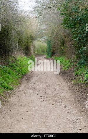 Blick nach unten eine englische Baum gesäumten Feldweg Stockfoto