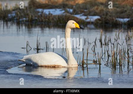 Singschwan (Cygnus Cygnus) Schwimmen im eisigen See im Frühjahr, in Finnland. Stockfoto