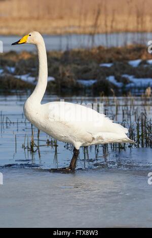 Whooper Schwan (Cygnus Cygnus) stehen am Rande des Eises am zugefrorenen See in Finnland im Frühjahr. Stockfoto