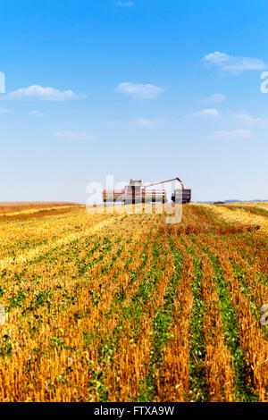 landwirtschaftlichen Bereich Reinigung Stockfoto