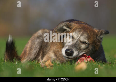 Hund frisst eine Kaninchen Karkasse Stockfoto