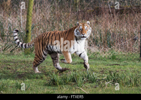 Ein Tiger während der Fütterungszeiten im Longleat Safari Park Stockfoto