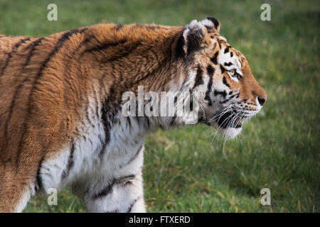 Ein Tiger während der Fütterungszeiten im Longleat Safari Park Stockfoto