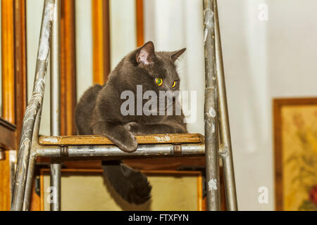 Schöne graue Katze auf Leiter im Hause Zimmer Stockfoto