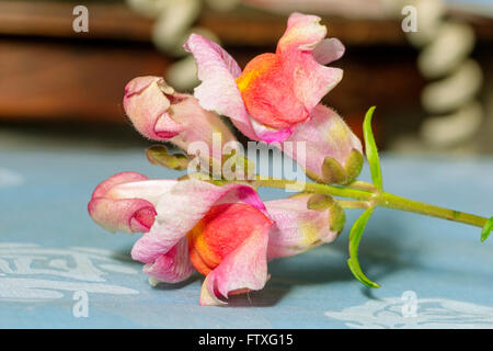 Schöne rosa große Blüten von frischen Antirrhinum in blauem Hintergrund Stockfoto