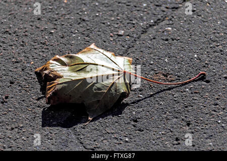 Schöne trockene Ahornblatt auf Asphalt an sonnigen Tag Stockfoto