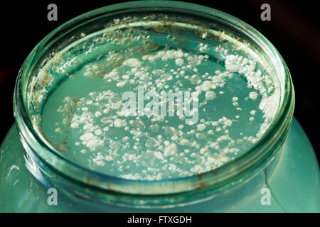 Weiße Schönheit malerische Schimmel auf Wasser in grünen Glas Stockfoto