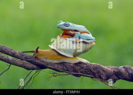 Laubfrosch sitzt auf Schnecke, Indonesien Stockfoto