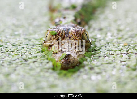 Baby-Krokodil im Sumpf, Indonesien Stockfoto