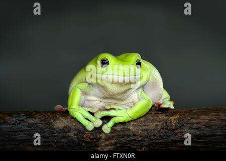 Porträt von einem plumpen Laubfrosch auf Ast, Indonesien Stockfoto
