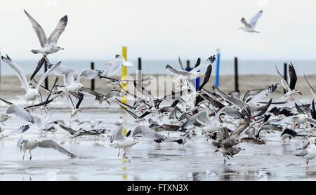 Schwarm Möwen am Strand, Galveston, Texas, USA Stockfoto