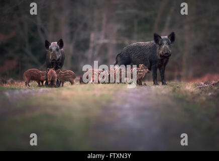 Sounder der Wildschweinfamilie (Sus scofa) auf dem Fußweg, Forest of Dean, Gloucestershire, England, Vereinigtes Königreich Stockfoto