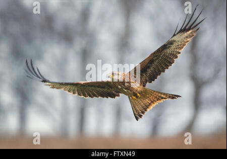 Rotmilan (Milvus milvus) fliegen, England, Vereinigtes Königreich Stockfoto