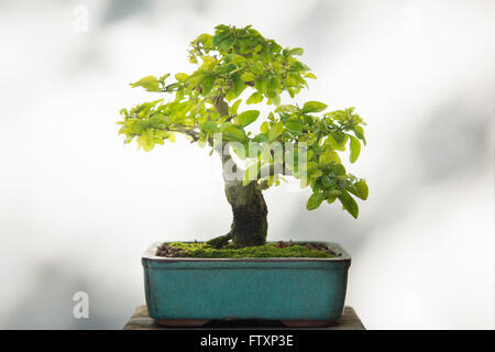 Nahaufnahme von einem japanischen Holzapfel (Malus Sylvestris)-Bonsai-Baum Stockfoto